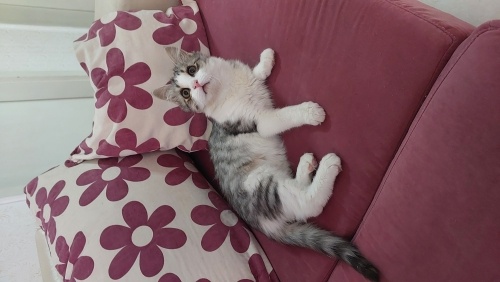 Joker sıcak yuvasını arıyor fotoğraf