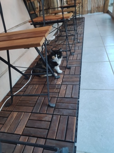 2 minik kardeş melez kedi sarman kedi fotoğraf