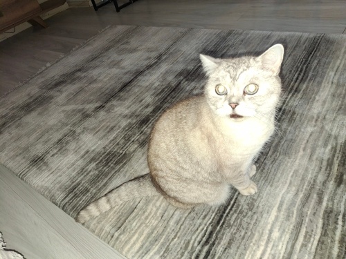 Sevgi dolu yuvasini arayan pofuduk dostum fotoğraf