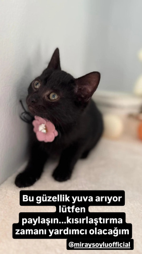 LİYA YUVA ARIYOR fotoğraf