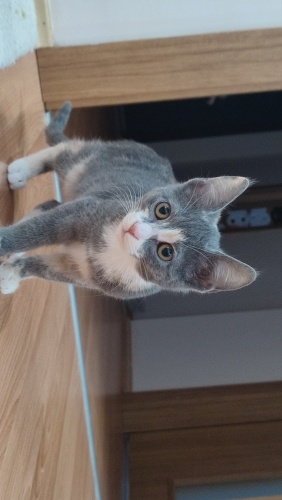 Bumerang Bebelaclar yuva arıyor 🌸 fotoğraf