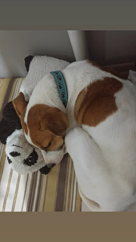 İnsan canlısı lora fotoğraf