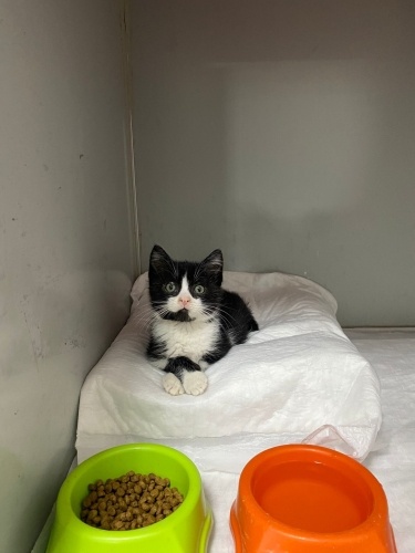 🖤🤍Gözlerinin İçi Gülen, Minik Bir Centilmen Yuvasını Arıyor! 🤍🖤 fotoğraf