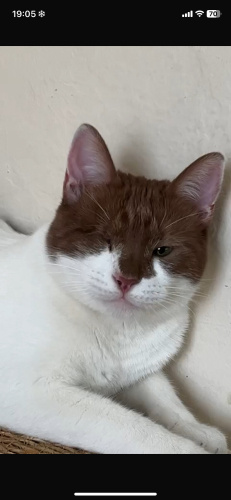 Minik Helvamıza yuva arıyoruz fotoğraf