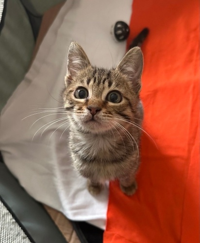 4 aylık erkek yavru Yuva Arıyor fotoğraf