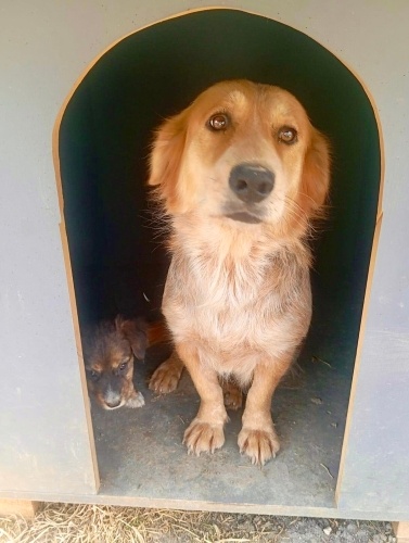 KOKONİ-Wesphalia bassetti melezi bir kız, ÖMRÜ SOĞUK KAFESTE GEÇMESİN🥺 fotoğraf