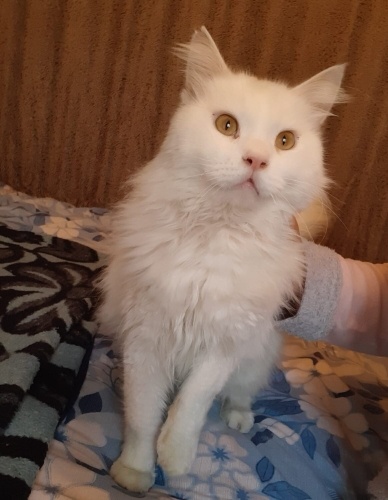 Kartanesi nur tanesi 😺🐾 fotoğraf