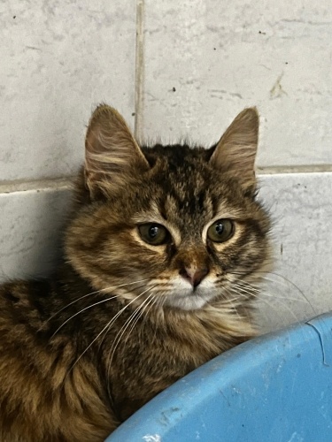 Bıdık iyileşti ve yuvasını arıyor fotoğraf