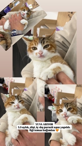 Temas etmeyi çok seven insan delisi minik fotoğraf