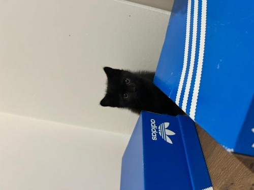 Kara oğlan yuva arıyor fotoğraf