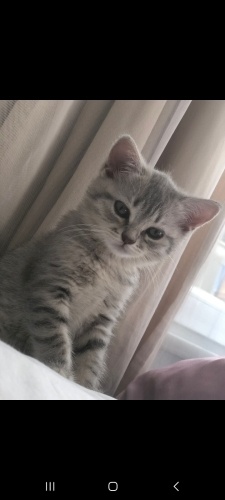 Ücretsiz sahiplendirme fotoğraf