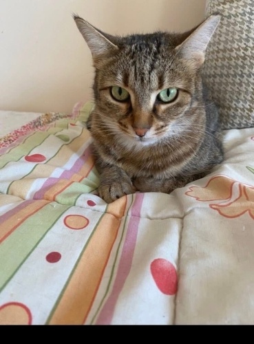 Engelli İncir e Acil Yuva Aranıyor fotoğraf