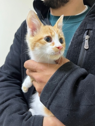 Çok Acil Kalıcı Yuva fotoğraf