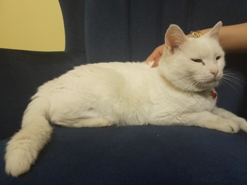 BEYAZ KISA TÜYLÜ PAMUKKK fotoğraf