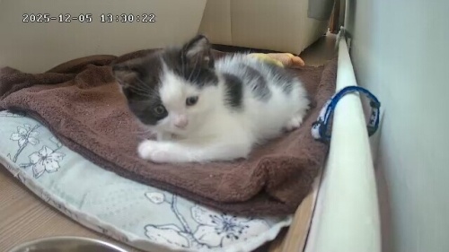 Çok seveceksin kucakta uyumayı çok sever fotoğraf