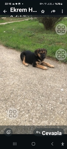 Kara acil yuva ariyoruz fotoğraf