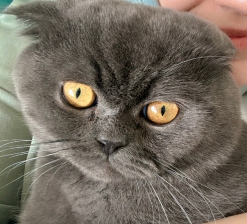 Sahiplendirme İlanı Eğitimli Kedi fotoğraf