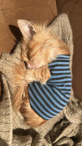 Kızıl-sarman Prens yuva arıyor. . fotoğraf