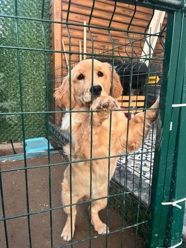 6 AYLIK HAS GOLDEN fotoğraf