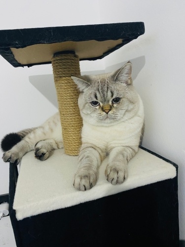 Çok uslu, sevimli, oyuncu fotoğraf