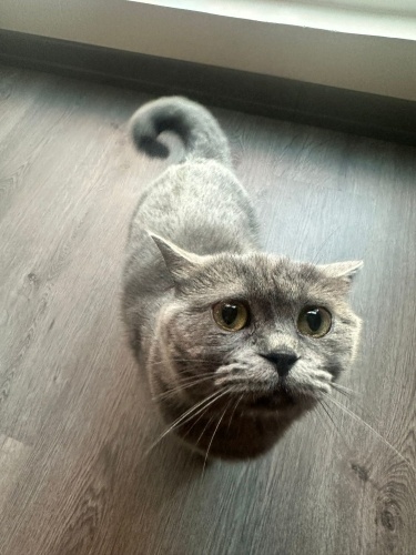 British Shorthair Momo’ya Sevgi Dolu Yuva Arıyorum 🐾 fotoğraf