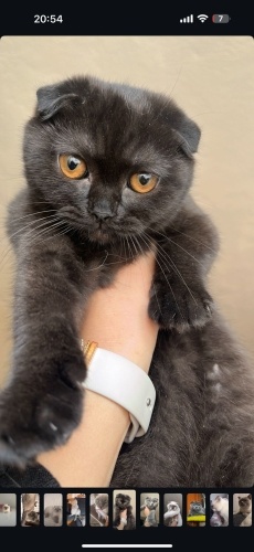 Mina kızimiza yuva ariyorum fotoğraf