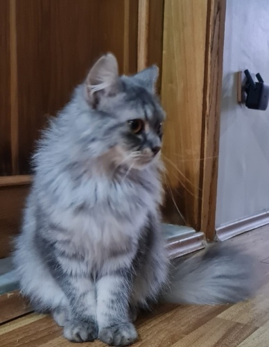 DİBA YUVA ARIYOR fotoğraf