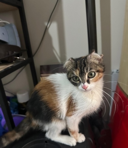 Şirin kız ömürlük yuvasını arıyor. fotoğraf