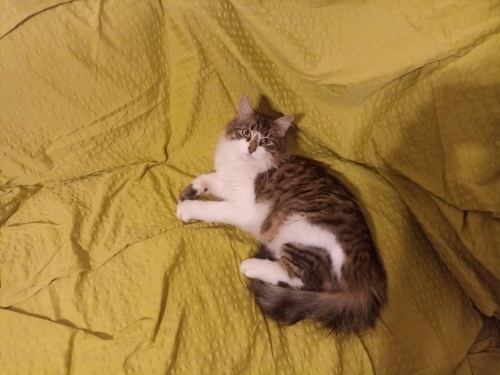 ucretsız sahıplendırme fotoğraf