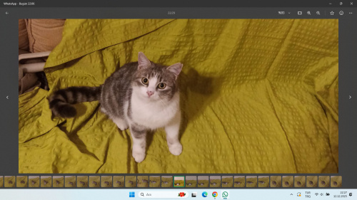 ucretsz sahıplendırmek ıstıyorum fotoğraf