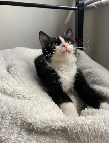 Maske ömürlük yuvasını arıyor (dişi)🐾 fotoğraf