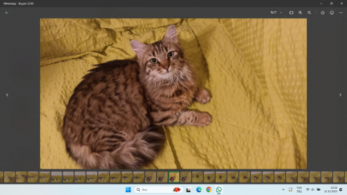 ucretsız sahıplendırmek ıstıyorum fotoğraf