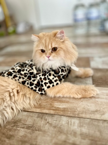 Her şeyi tam, sadece sevgi ve bakım isteyen bir can (Konya-Mersin) fotoğraf