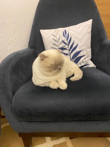 Blue point kedimi ücretsiz sahiplendireceğim fotoğraf