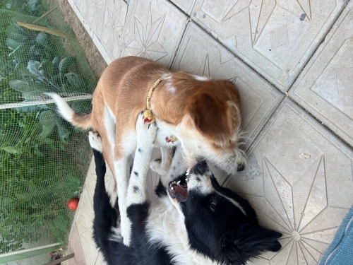 Iki oyuncu arkadas fotoğraf