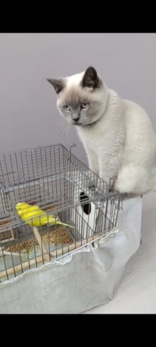 Kedi ücretsiz sahiplendirme fotoğraf