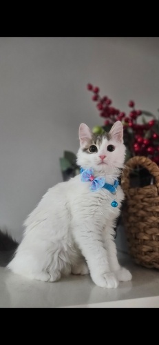 🤍 Kartopu Yuva Arıyor – Pofuduk Tüylü Yavru Kedi fotoğraf