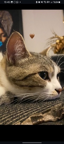 Eva'ya acil yuva fotoğraf