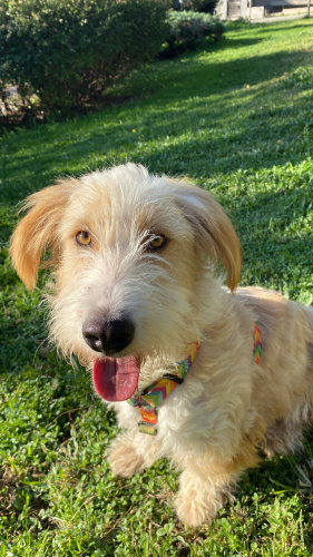 akilli uyumlu cok tatli bir cocuk, hicbir agresifligi yok fotoğraf