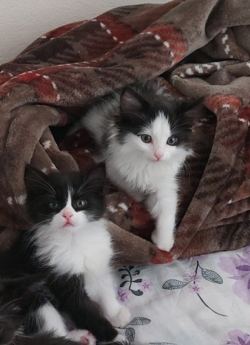 🍇✨ÖNCELİK BİRLİKTE: Ömürlük Yuva Arayan İki Yavru Kedi (Üzüm & İnci - 12 Hafta fotoğraf