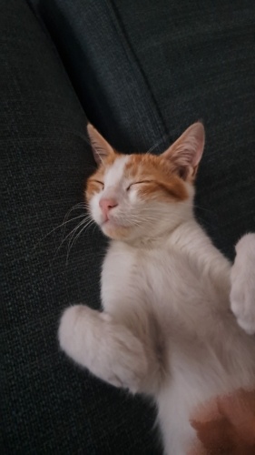 Kedi limon. Yurtdışına gidebilir. Aşılı çipli kedi fotoğraf