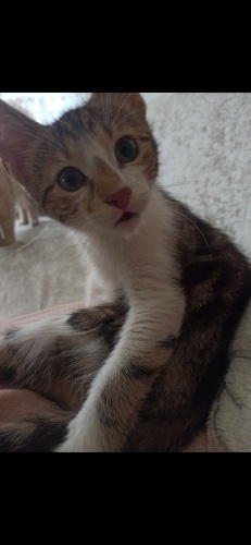 Şaşkın aile arıyor fotoğraf