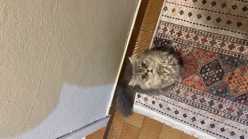 Yeşil gözlü uysal bir kız fotoğraf