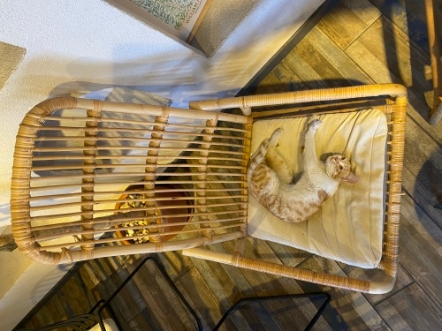 Yavru olmasina ragmen cok sakin cok akilli fotoğraf