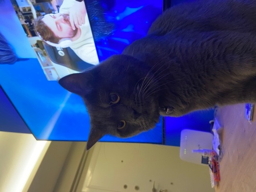 Akıllı bıdık sevecen fotoğraf