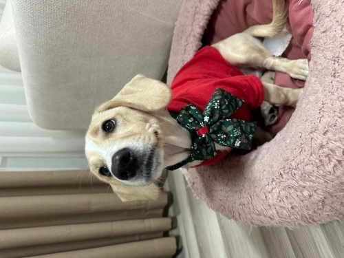 Yumuşak, uykucu, sevgi dolu yavrumuz için ücretsiz sahiplendirme fotoğraf