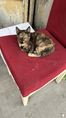 Minik Cezve yuva arıyor... fotoğraf