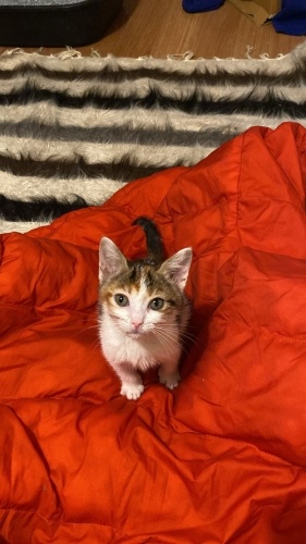 Çay'a sıcak bir yuva - Acil! fotoğraf