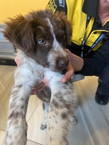 Minik Pati yuva arıyor. fotoğraf