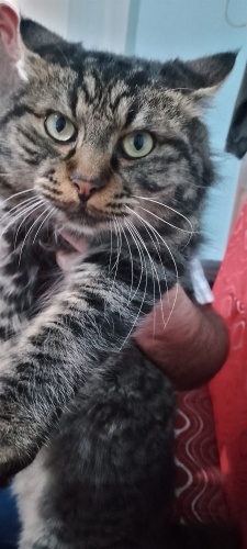 İran kedisi cinsi belli değil o yüzden İran kedisi yazdım fotoğraf